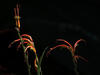 _A008482croofm.jpg